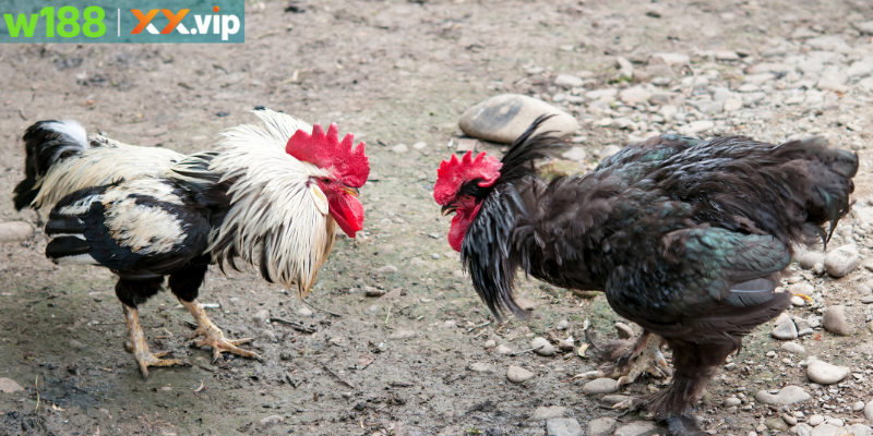 Thực trạng đá gà bịp tại sới gà online