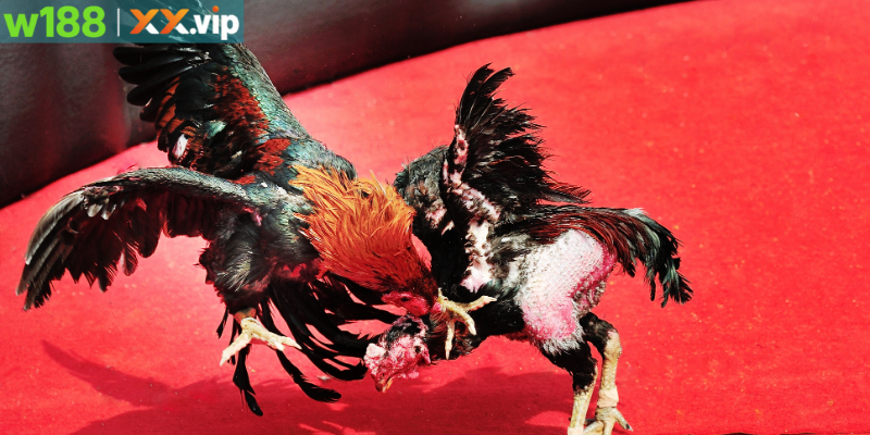 Hướng dẫn tham gia đá gà tại nhà cái W188 chi tiết